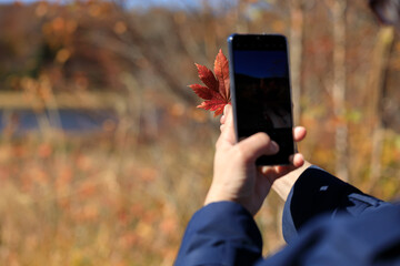 紅葉　葉　スマートホンで撮影している女性　イメージ
