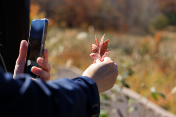 紅葉　葉　スマートホンで撮影している女性　イメージ