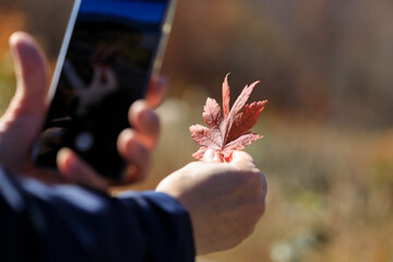紅葉　葉　スマートホンで撮影している女性　イメージ