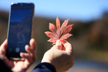 紅葉　葉　スマートホンで撮影している女性　イメージ