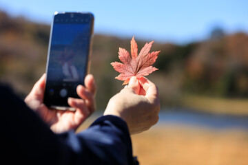 紅葉　葉　スマートホンで撮影している女性　イメージ