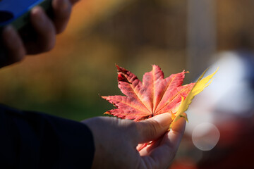 紅葉　葉　スマートホンで撮影している女性　イメージ