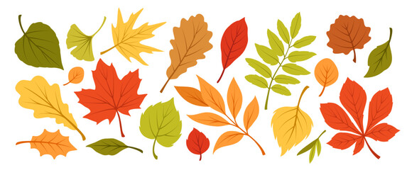 Obraz premium Vector illustration featuring a variety of autumn leaves in warm colors like red, orange, yellow, green. Different leaf shapes and details showcase seasonal foliage, perfect for fall-themed designs