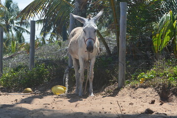 praia do forte bahia