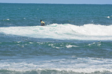 praia do forte - bahia
