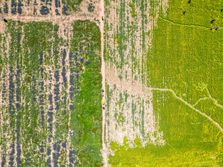 Qinghai Lake in Tibetan area in China during blooming season with lavender field