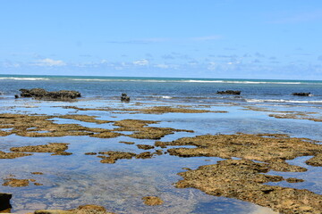 Fototapeta premium praia do forte - bahia