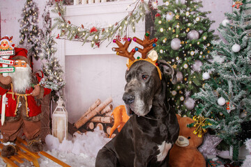 Great Dane dog on Christmas professional photo session 