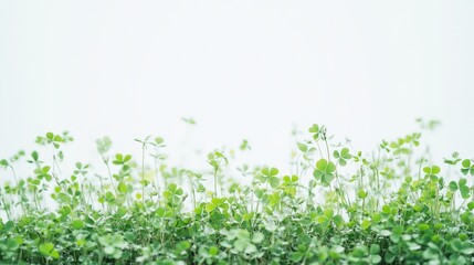 Fototapeta premium A fresh green clover patch showcased against a pure white background, highlighting the delicate leaves and the essence of nature beauty.