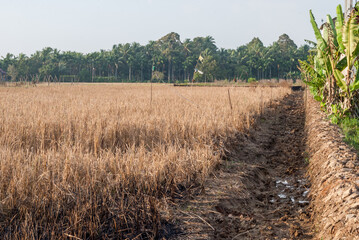 Golden Paddy Field with Lush Green Background and Clear Sky
