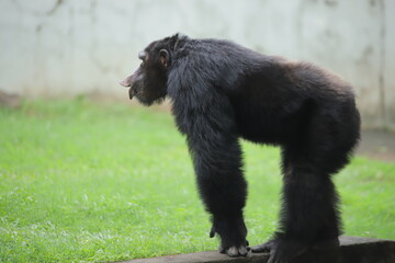 A black monkey standing in a grassy area, looking towards the camera.