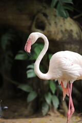 pink flamingo in the zoo