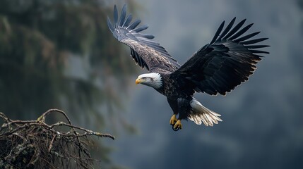 Obraz premium Majestic Bald Eagle Soaring Through the Sky