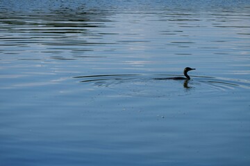 水面を泳ぐ野鳥