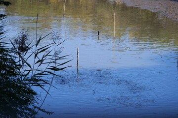 サンクチュアリの沼地の風景