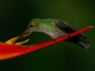 Blue-chested Hummingbird.Polyerata amabilis. Bocas del Toro, Changuinola, Charagre, Comederos Colibri, Famele, Panama, Snowy Cotinga House