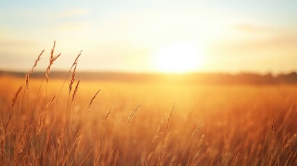 Fototapeta premium Warm light from the sunset bathes the golden grassland, highlighting the beauty of nature at dusk