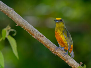 euphonia gouldi. bocas del toro, olive-backed euphonia, panama