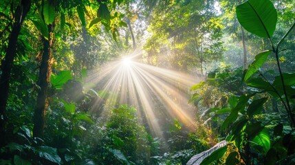Obraz premium Sunlight Filtering Through Dense Rainforest Canopy