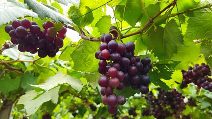 Close-up of a bunch of candy grapes on a tree in Ninh Thuan, Vietnam.