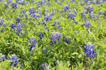 Field of Texas Bluebonnets in Bloom on a Sunny Spring Day