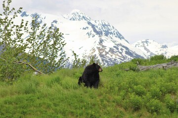 Black Bear in Alpine Meadow with Snow-Capped Mountains in the Background