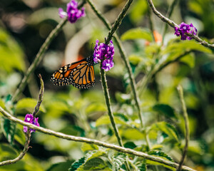 Monarch Butterfly on Purple Flower Blossom