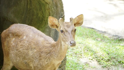 Deer Pacing Inside Zoo Enclosure