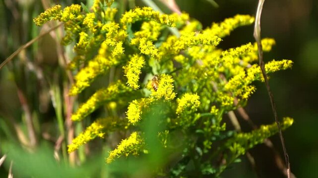 A honeybee busily gathering honey from a stalk of bright, yellow goldenrod in a fall garden of native wildflowers
