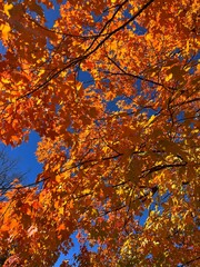 Vibrant Orange Autumn Leaves on Tree in Vermont