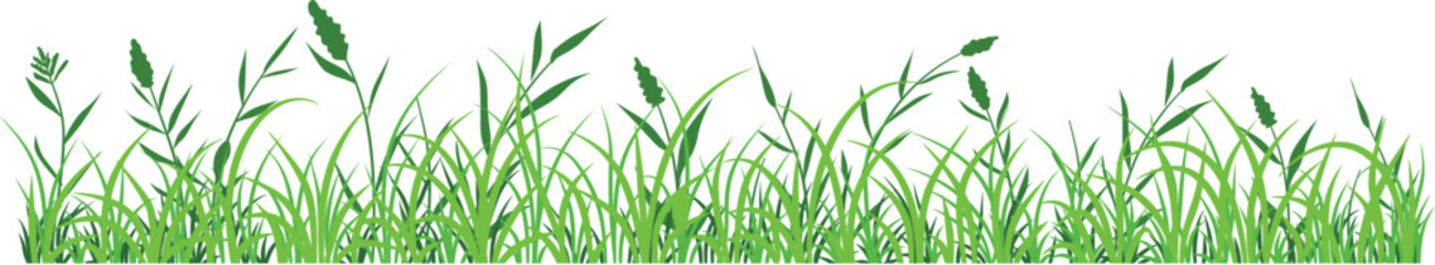 Fototapeta premium Illustration vector of green grass border, meadow springtime, Turf environment decoration element, Prairie Background