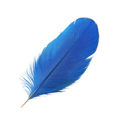 Blue Bird Feather on Pink Background.