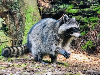 Raccoon