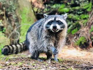 Raccoon