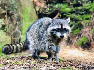 Fototapeta premium Raccoon