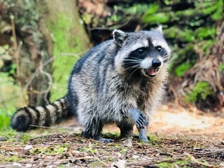 Raccoon