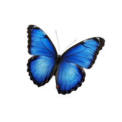 Obraz premium Blue Morpho Butterfly on Green Background.