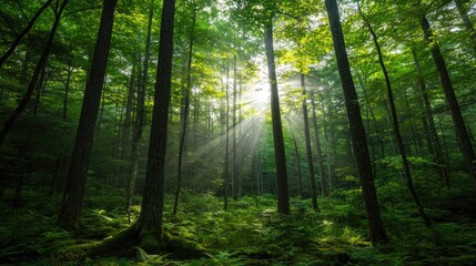 Fototapeta premium Sunlight Through the Trees in a Lush Forest