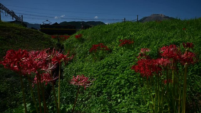 彼岸花の咲く東藤原駅で入換作業をするED45形電気機関車 （三岐鉄道 三岐線 東藤原駅, 2024年10月）