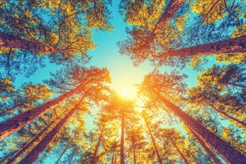A stunning view of towering pine trees reaching towards a bright sunlit sky, showcasing the beauty of nature and vibrant colors on a clear day.