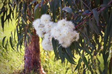 The Eucalyptus Tree in Bloom