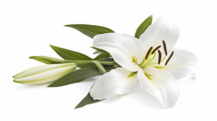 Fototapeta premium Nauture and Flower Background - A white lily with green leaves and a bud, symbolizing beauty and purity.