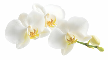 Nauture and Flower Background - A cluster of elegant white orchids with yellow accents on a clean background.