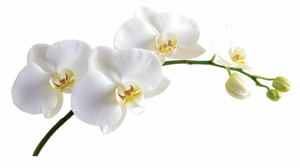 Nauture and Flower Background - A cluster of elegant white orchids showcasing their delicate petals and natural beauty.
