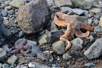Starfish on Rocky Beach Shoreline of Alaska coast
