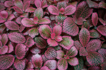 Fototapeta premium Close-up photo of pink Fittonia leaves growing luxuriantly