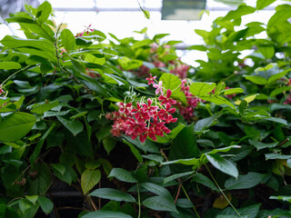 Garden landscape with red bougainvillea flowers in bloom