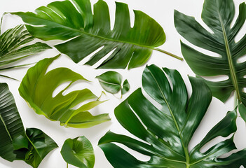 leaves on white background
