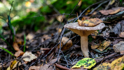 Mushrooms and beautiful Foliage thrive in a Lush and vibrant Forest Setting filled with life