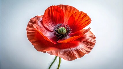 A Single Poppy Blossom with Delicate Petals and a Center of Deep Green and Black